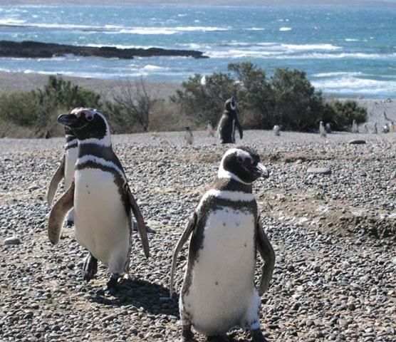Puerto Madryn